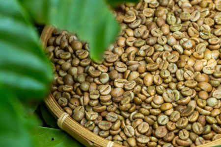 Robusta Beans